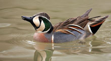 Teals - Baikal